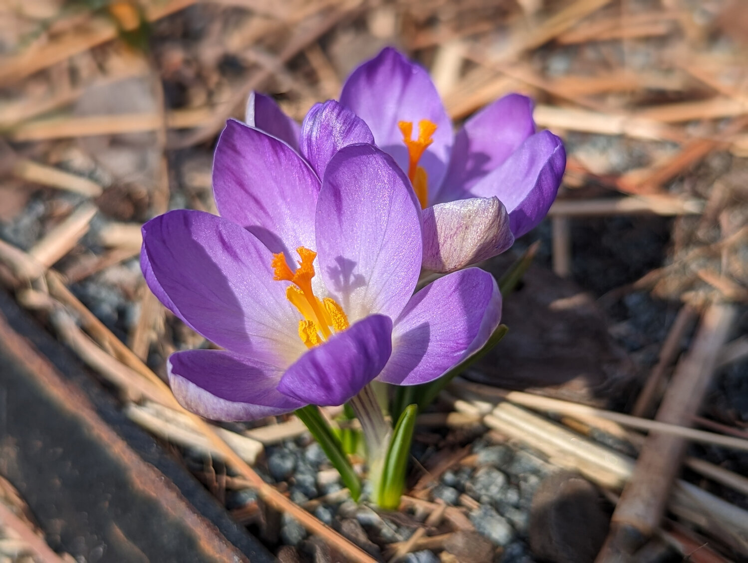 Delaware Botanic Gardens opens 2024 season March 14 Bay to Bay News